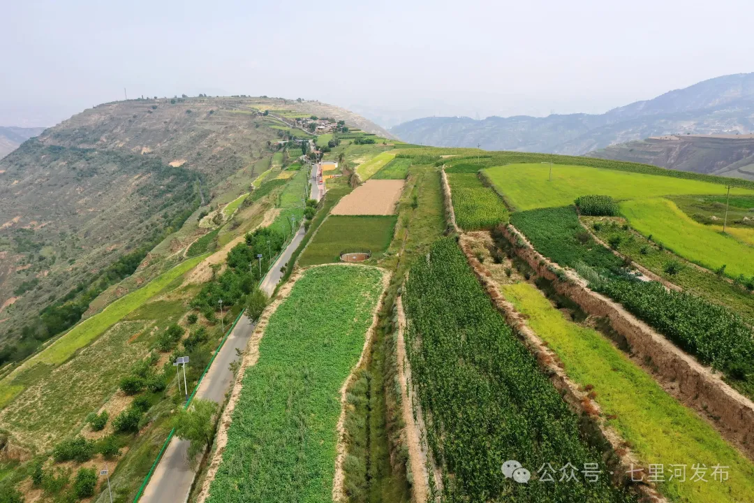 红色沃土绽新颜 油香花海促振兴——七里河区魏岭乡打造“巍巍红岭”乡村振兴示范带